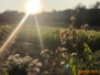 18.09.2020 - Maislabyrinth