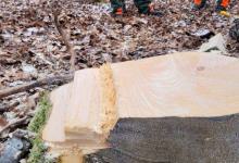 IMG-20250216-WA0006
